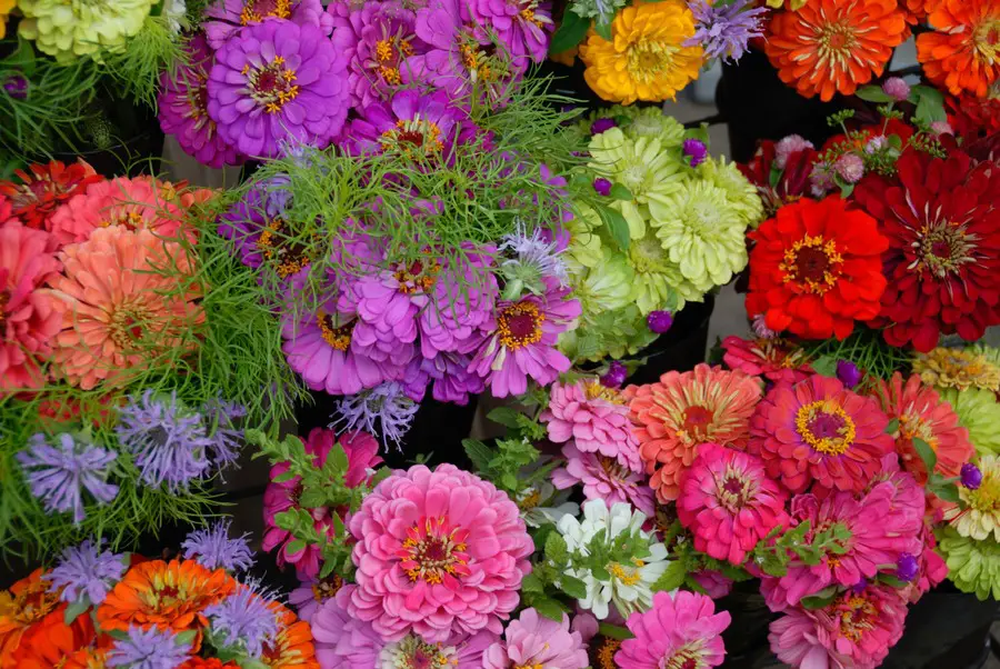 Gerbera Daisy Care Indoors