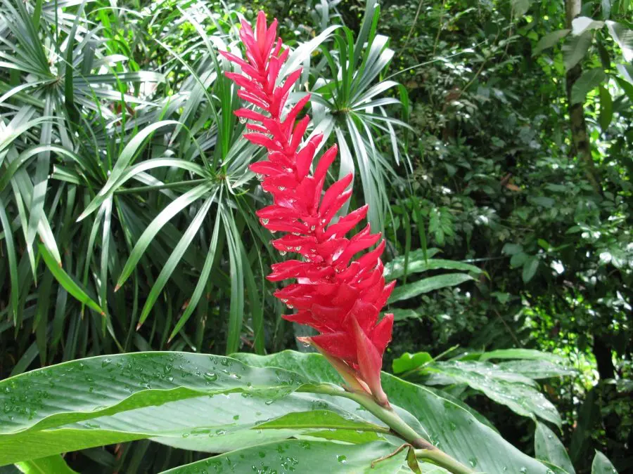 Ornamental Ginger Plant Care - Red torch ornamental ginger