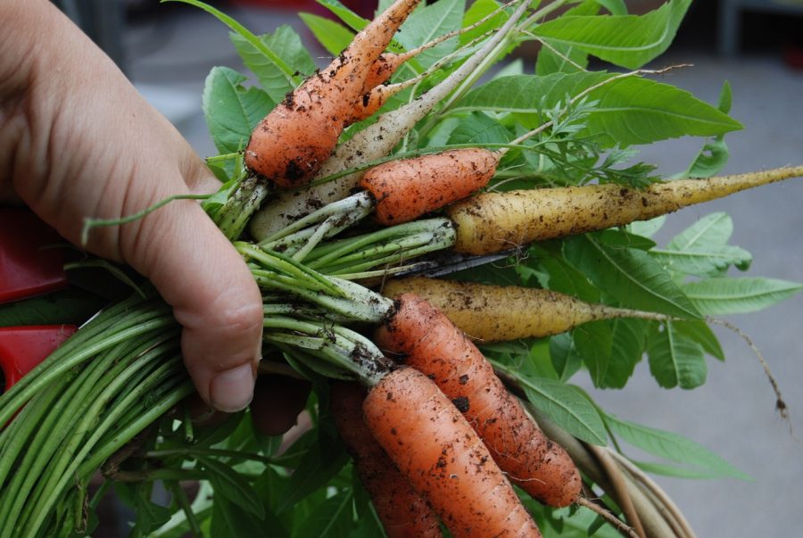 Harvesting Your Homegrown Carrot Crop