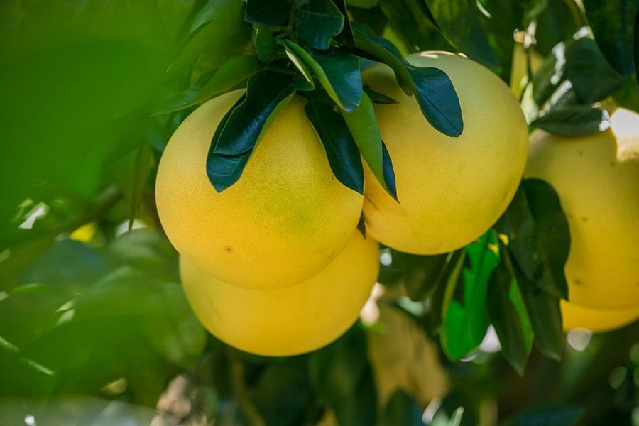 How To Grow Pomelo In A Pot - Honey Pomelo