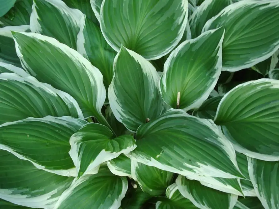 Growing Hostas