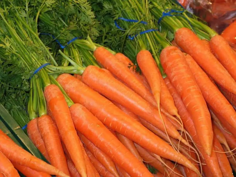 How To Grow Carrots Indoors