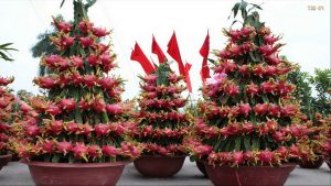 How To Grow Dragon Fruit Indoors