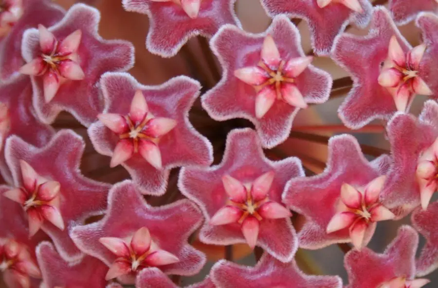 Hoya Plant Care Indoors