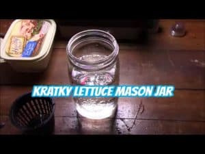 Mason Jar Hydroponics Kratky Method Mason Jar Lettuce [ Easy ]