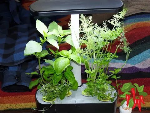 AeroGarden Harvest