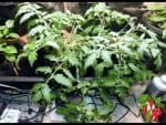 Growing Tomatoes Indoors For Beginners