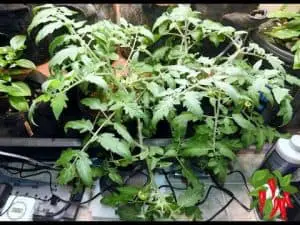 Growing Tomatoes Indoors For Beginners