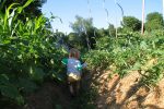 How Does Permaculture Work?