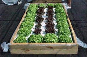 Starting An Indoor Hydroponic Vegetable Garden