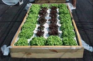 Starting An Indoor Hydroponic Vegetable Garden