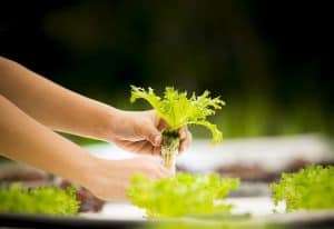 Starting An Indoor Hydroponic Vegetable Garden