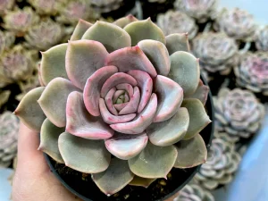 Echeveria Orion Care