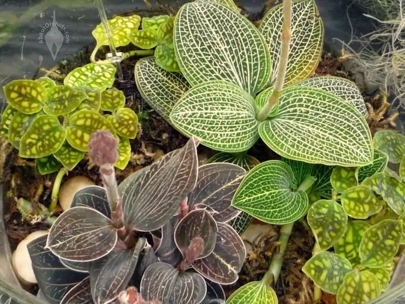 How To Grow Jewel Orchids - Jewel Orchid Care Tips