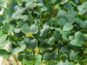 How To Grow Kale Microgreens (7 Easy Steps!)