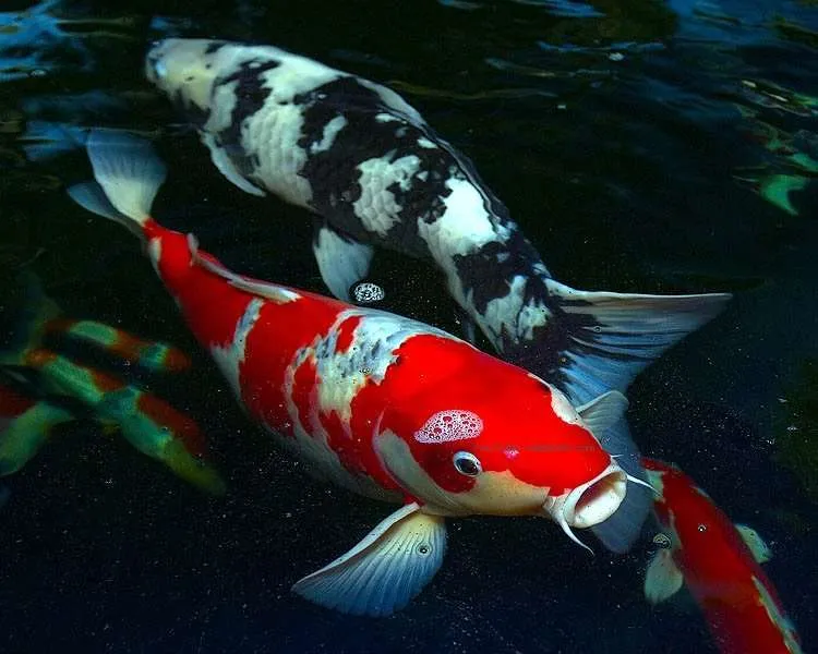 What Are Koi Fish? koi fish are living jewels