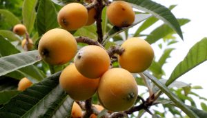 Growing Loquat Trees In Pots