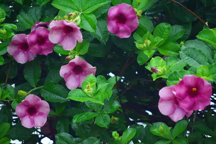 Mandevilla Vine In Pots-Easy Tips For Beginners