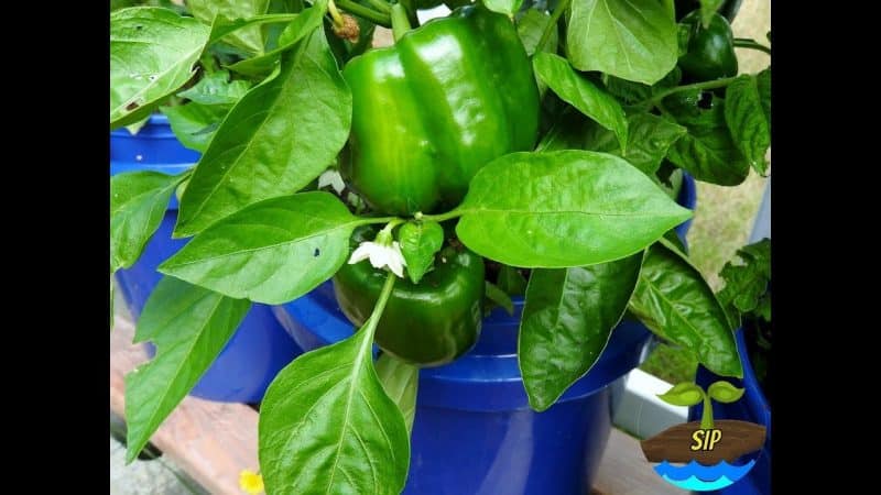 PEPPERS IN COCO COIR