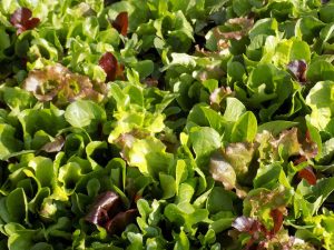 How To Grow Mesclun Microgreens