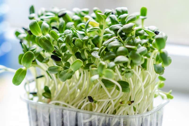 Growing Microgreens At Home In Containers
