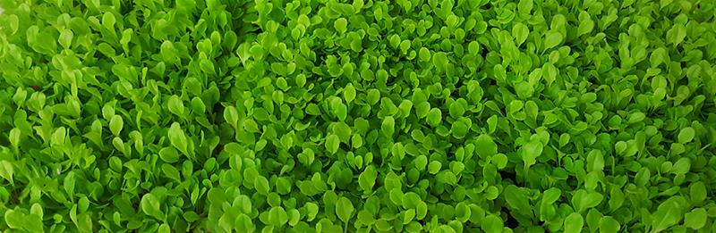 Can You Use Lettuce For Microgreens? Growing Lettuce Microgreens