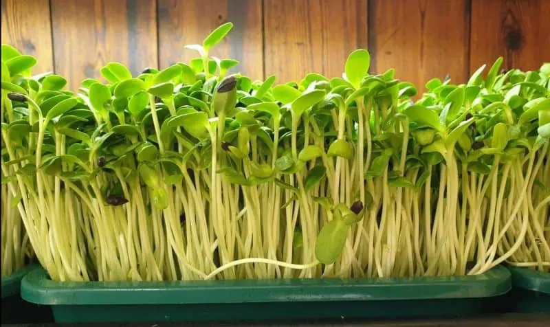 Are Sprouts And Microgreens The Same?