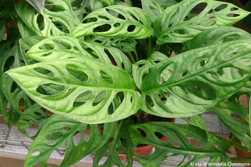  Swiss Cheese Plant Monstera adansonii