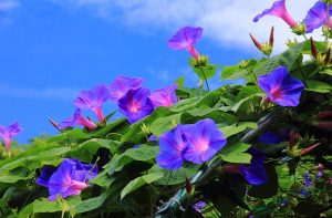 Morning Glory In Hanging Baskets