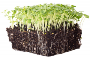 How To Grow Mustard Microgreens