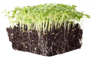 How To Grow Mustard Microgreens