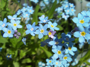Forget-Me-Not Flowers In Pots