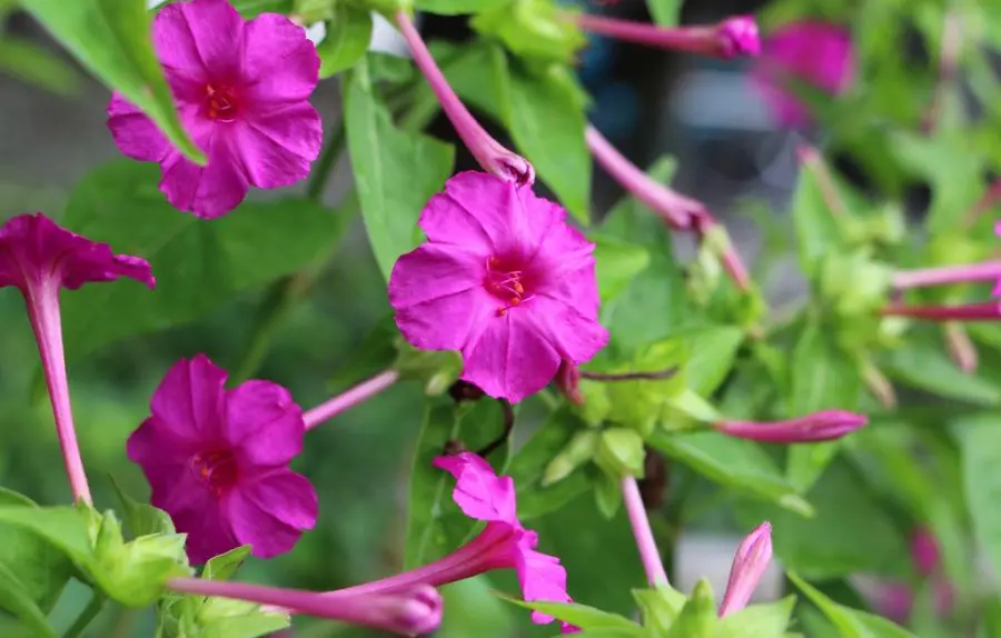 How To Grow Four O'Clocks In Pots