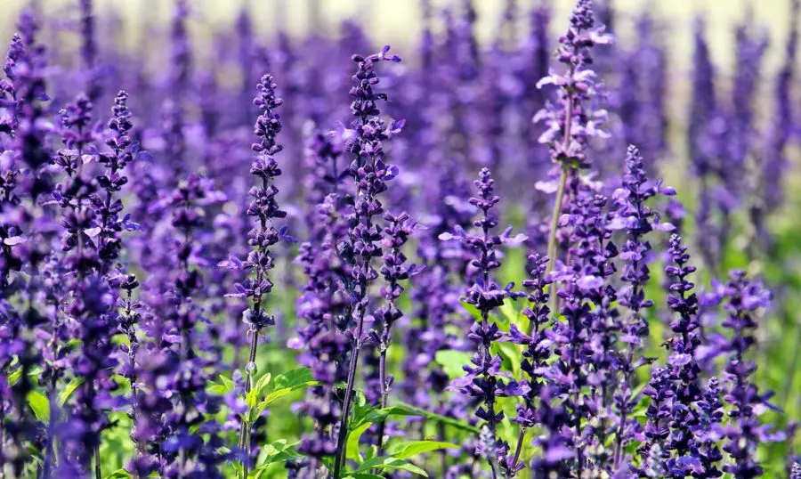 How To Care For Lavender Plants In Pots