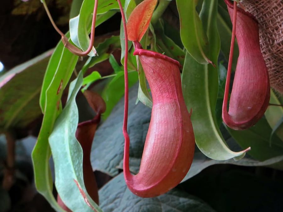 Nepenthes Pitcher Plant Care