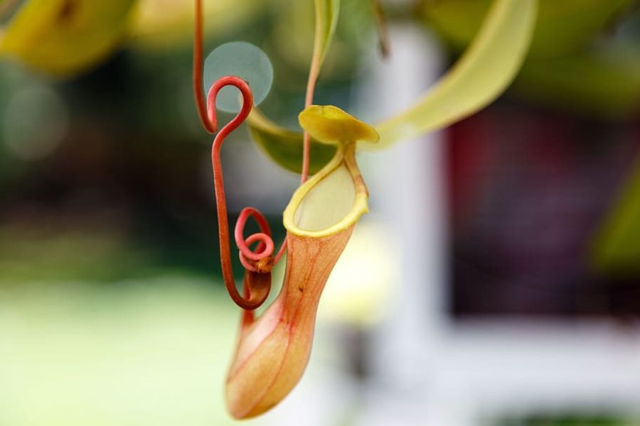 Nepenthes hanging from vine