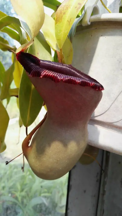 Nepenthes