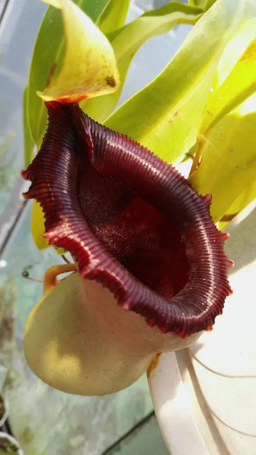 nepenthes pitcher