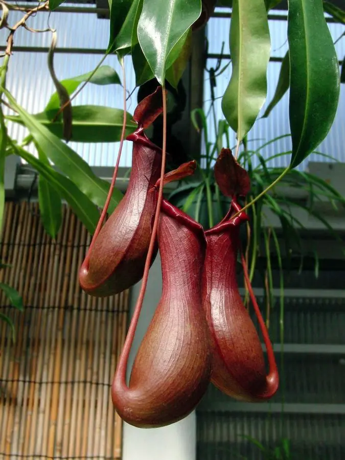 Nepenthes Species and Their Diversity
