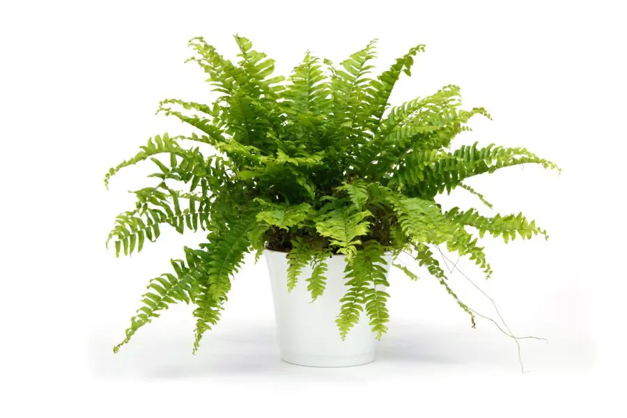 Boston Fern Care Indoors