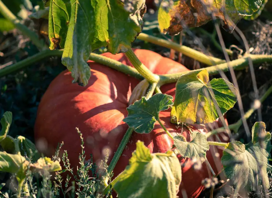 Perennial vs. Annual Crops - pumkins on vine