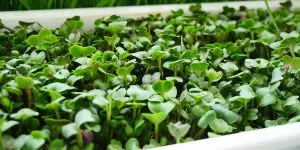 How To Grow Oregano Microgreens
