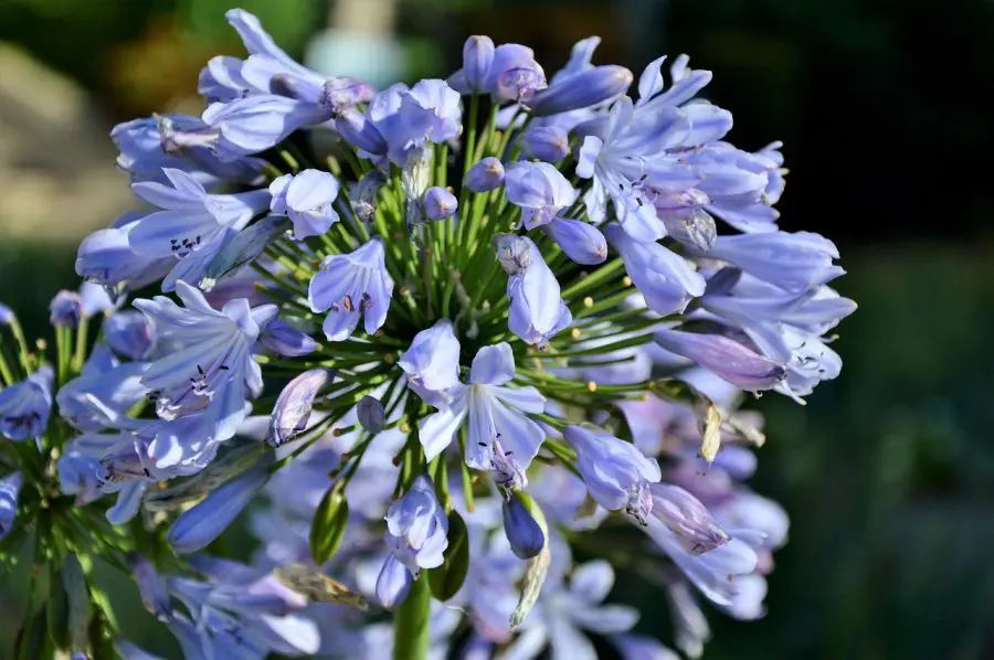 Agapanthus Care in Pots