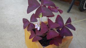 Purple Shamrock Plant Care-Oxalis triangularis