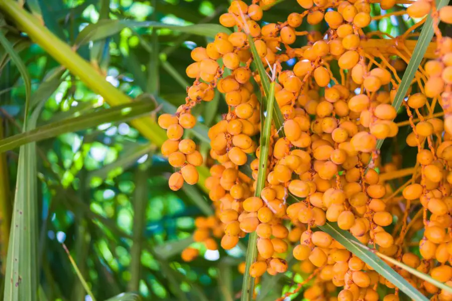 Pindo Palm Fruit