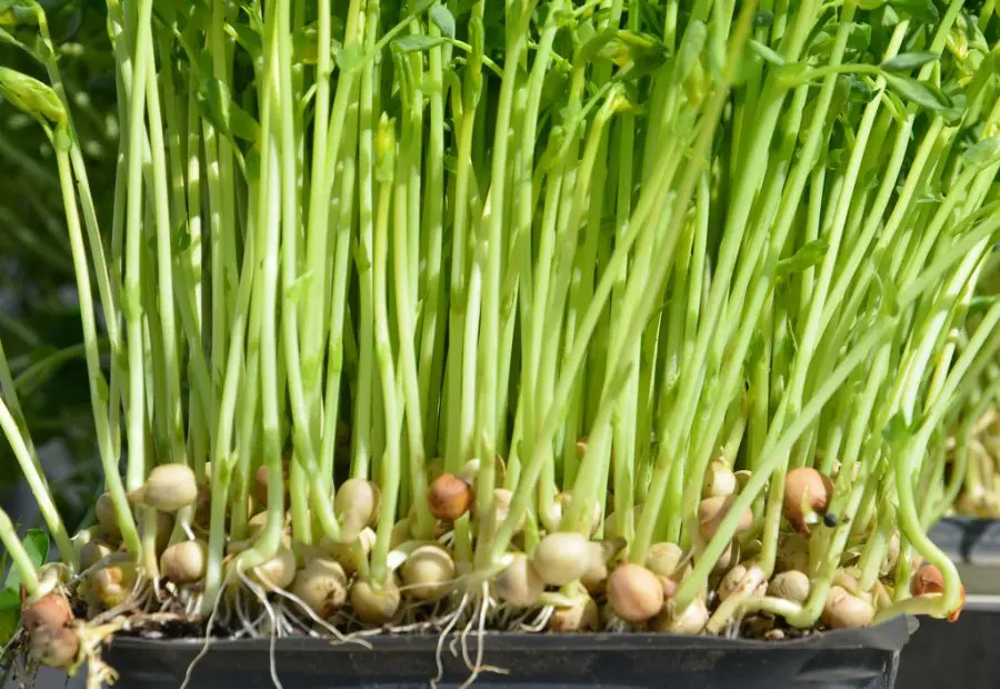 pea shoot seedlings