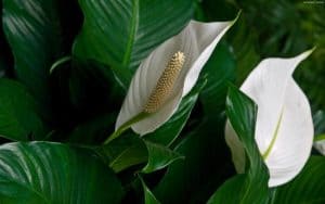 Peace Lily Care FAQs