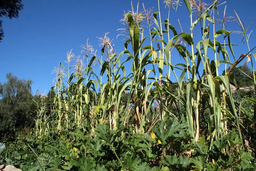 Permaculture in Farming