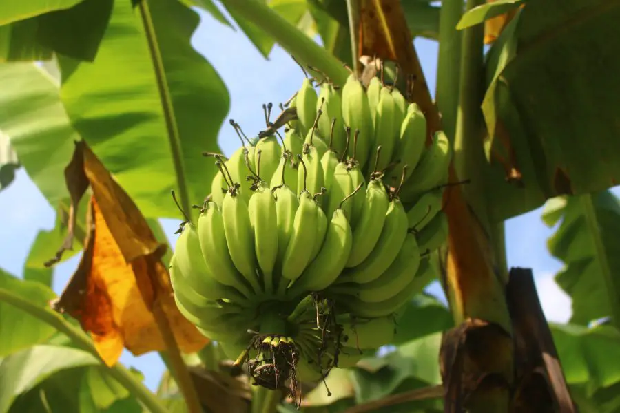 fruit hanging on a banana tree