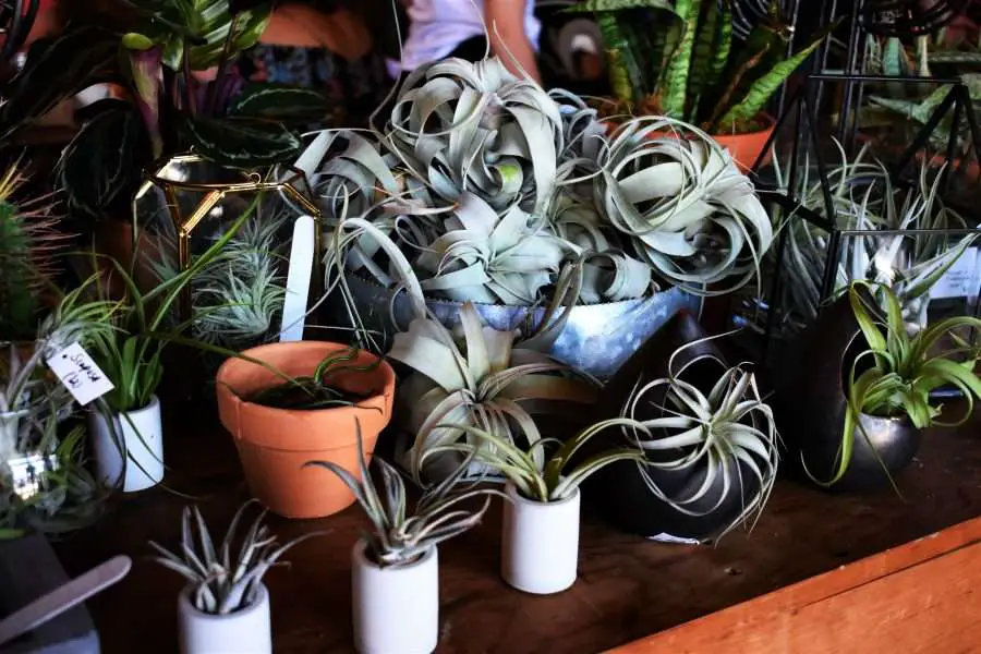 air plants on display